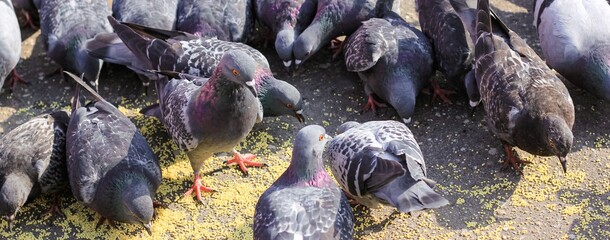 A lot of gray pigeons eating millet, grain in the city Park. Selective focus. Banner.	