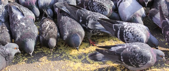 A lot of gray pigeons eating millet, grain in the city Park. Selective focus. Banner.	