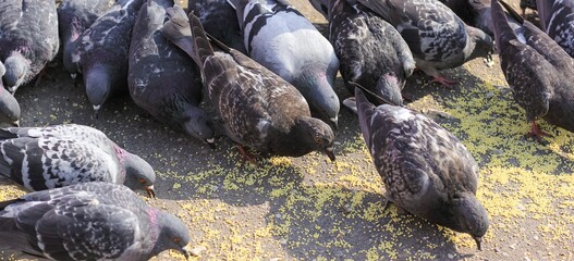 A lot of gray pigeons eating millet, grain in the city Park. Selective focus. Banner.	