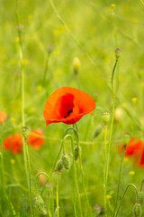 Schlafmohn