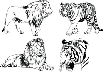 vector drawings sketches different predator , tigers lions cheetahs and leopards are drawn in ink by hand , objects with no background