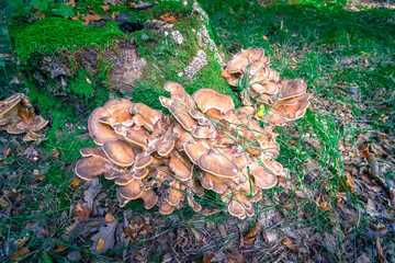 mushrooms on a tree stump in a Forest in Bavaria Germany