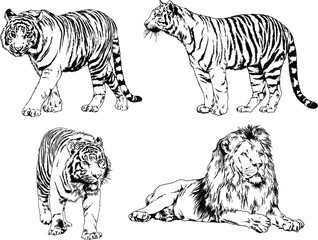 vector drawings sketches different predator , tigers lions cheetahs and leopards are drawn in ink by hand , objects with no background