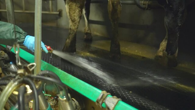water treatments at the cow