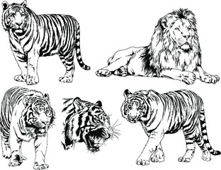 vector drawings sketches different predator , tigers lions cheetahs and leopards are drawn in ink by hand , objects with no background