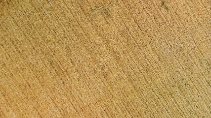 Wheat field