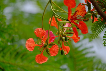 red and yellow flowers