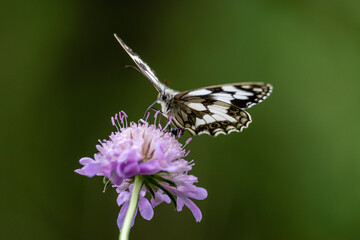 butterfly pollinating a flower, Aragon Valley, Jacetania, Huesca, Spain