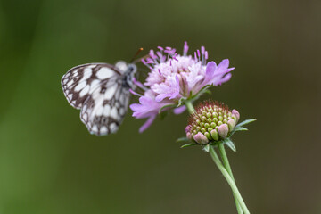 butterfly pollinating a flower, Aragon Valley, Jacetania, Huesca, Spain