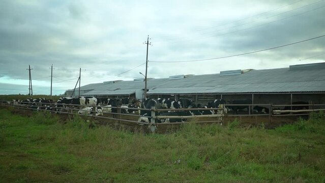 cows in a pen on a farm