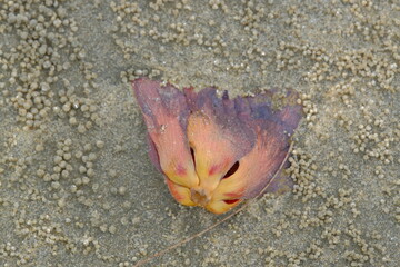 autumn leaves on the ground
