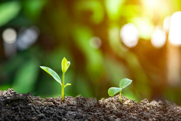 Agriculture and plant grow sequence with morning sunlight and dark green blur background....