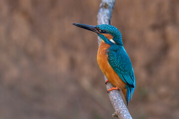 Eisvogel (Alcedo atthis) Männchen