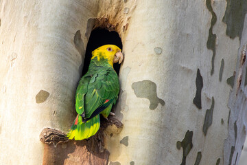 Gelbkopfamazone (Amazona oratrix) an der Nisthöhle