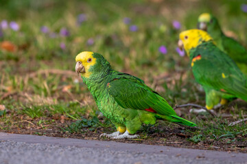 Gelbkopfamazone (Amazona oratrix)