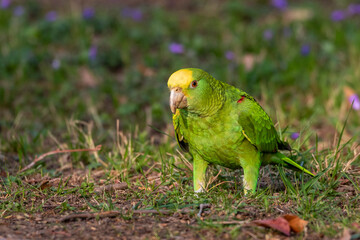 Gelbkopfamazone (Amazona oratrix)