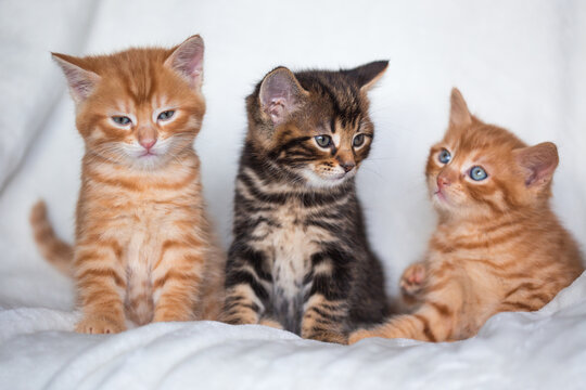 Trio de chatons