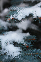 Snow lies on the branches of the Christmas tree. Winter background.