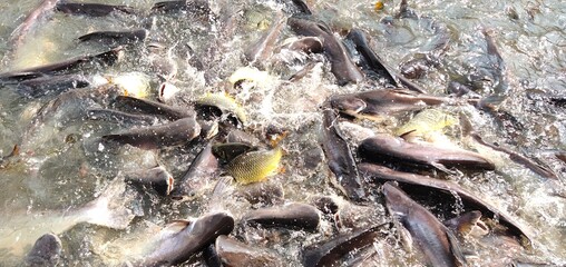 A group of fish swims in the water to find food.