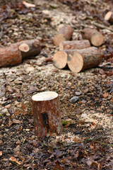 Woodcutter saws tree with chainsaw. Felling tree with chainsaw in the forest. Czech Republic, Europe.