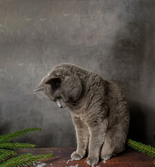 Christmas cat. Portrait of a gray cute cat of the Scottish breed stride, sitting on a wooden table on a gray background.