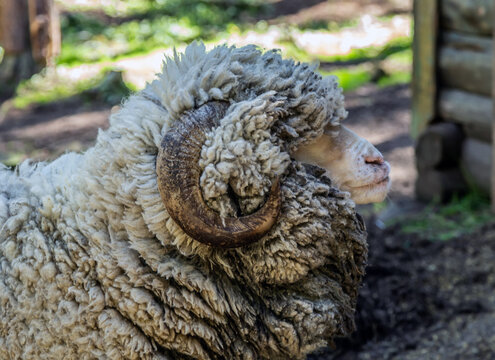 sheep farm animal wool flock lamb merino
