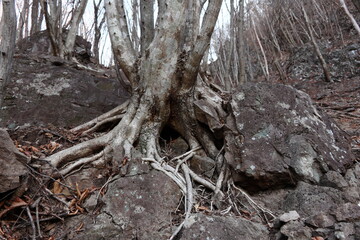 Giant tree integrated with rock (winter / late autumn) 岩と一体化した巨木 (冬/晩秋)