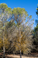 Pinar mediterraneo en la Comunidad de Madrid
