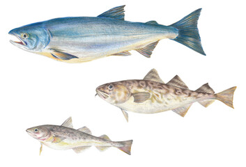 鮭、まだら、こまいのリアルな色鉛筆画