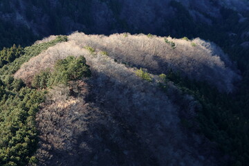 Winter withered mountains seen from the ridge (dead trees) (mountains) (late autumn / early winter) 稜線から見る冬枯れの山々 (枯れ木)(山脈)(晩秋/初冬)