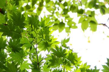 Green leaves in sunlight