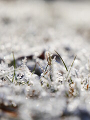 Frost an einem kalten Wintertag.