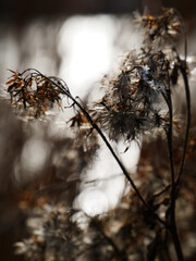 Frost an einem kalten Wintertag.