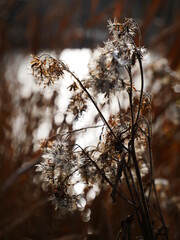 Frost an einem kalten Wintertag.