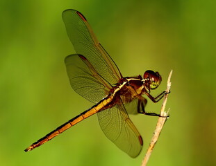Macro photo of Dragonfly with bokeh.
Anisoptera.