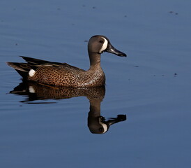 Blue-winged teal duck reflecting in the water for which it sits. Spatula discors.