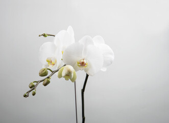 white orchid flower, on white background