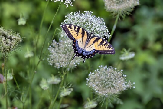A photograph of a colorful Eastern tiger swallowtail perched upon the white flowers of a Queen Anne's lace with green background.