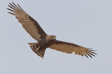 Brown Snake Eagle (Circaetus cinereus), adult in flight, Gambia.
