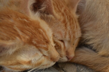 brown kitten close up in sunshine