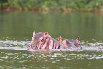 Hippopotamus (H. amphibius) adult and juvenile in the River Gambia near Georgetown, Gambia.