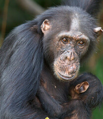 Chimpanzee (Pan troglodytes) adult female with her baby in a tree, Chimpanzee Rehabilitation Project, River Gambia National Park, Gambia.
