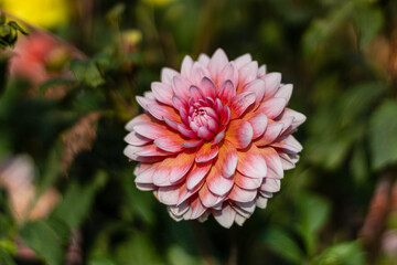 White rose dahlia close up in the October morning sun. 2020. Blur background