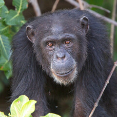 Chimpanzee (Pan troglodytes) adult in a tree, Chimpanzee Rehabilitation Project, River Gambia National Park, Gambia.