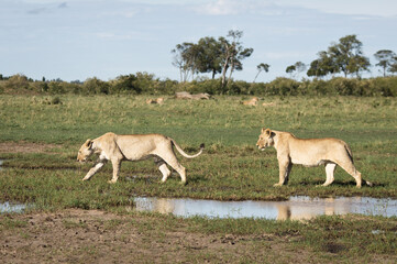 Lionnes Afrique