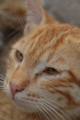 brown kitten close up in sunshine
