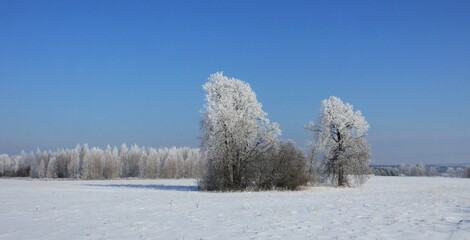 Winter landscape of frosty trees on foggy background