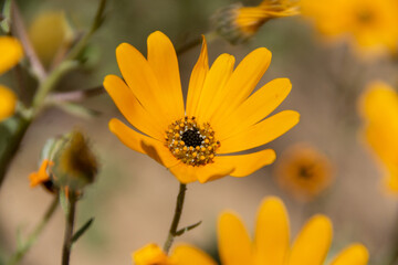 namaqualand daisy