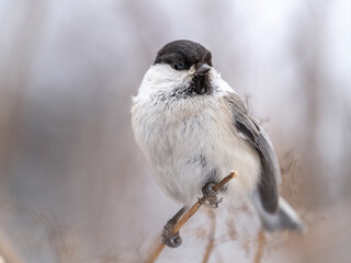 Cute bird the willow tit, song bird sitting on a branch without leaves in the winter.