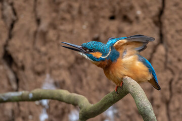 Eisvogel (Alcedo atthis) Männchen